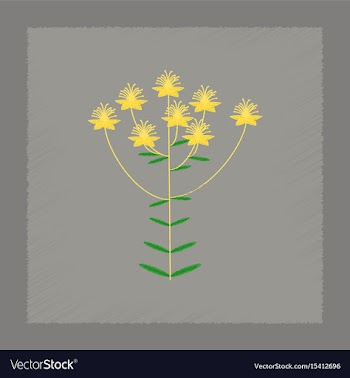 Flat shading style icon wild plant hypericum vector image