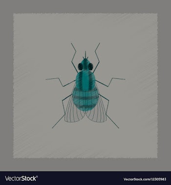 Flat shading style insect fly vector image