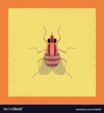 Flat shading style insect fly vector image