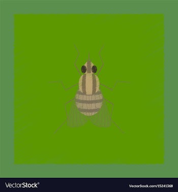 Flat shading style insect fly vector image