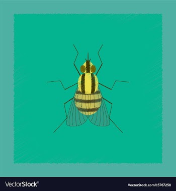 Flat shading style insect fly vector image
