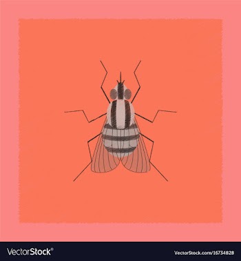Flat shading style insect fly vector image