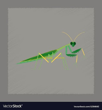 Flat shading style Mantis vector image