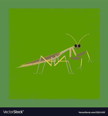 Flat shading style mantis vector image