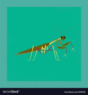 Flat shading style mantis vector image