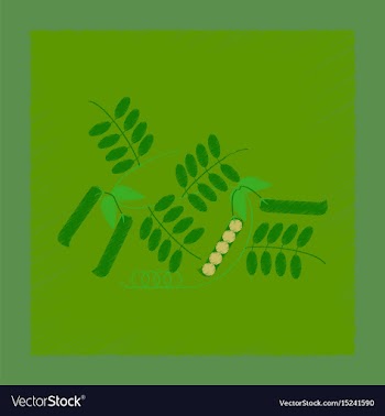 Flat shading style natural pisum vector image