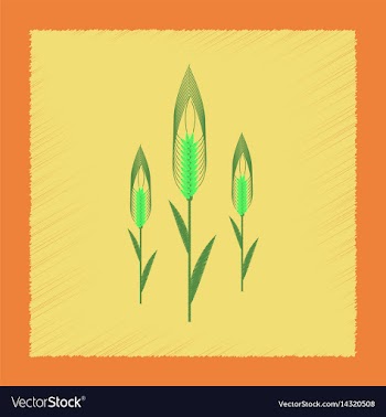 Flat shading style natural triticum vector image