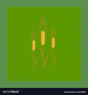 Flat shading style natural triticum vector image