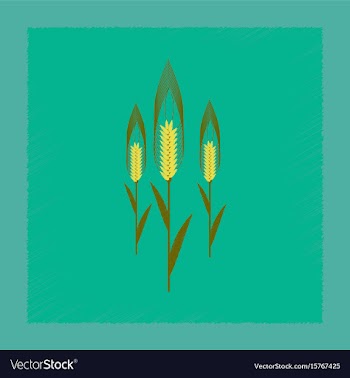 Flat shading style natural triticum vector image