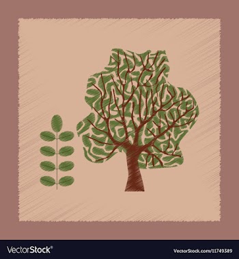 Flat shading style plant Acacia vector image