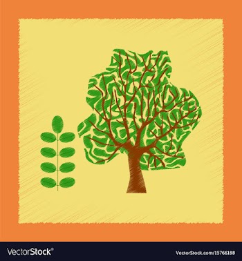 Flat shading style plant acacia vector image