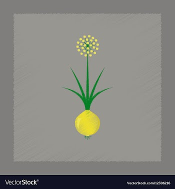 Flat shading style plant allium vector image
