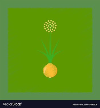 Flat shading style plant allium vector image