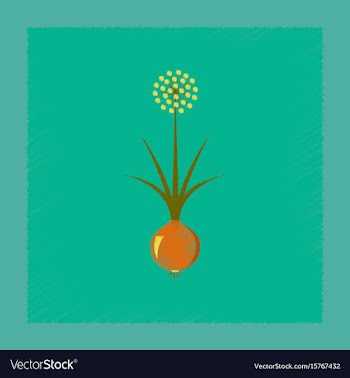 Flat shading style plant allium vector image