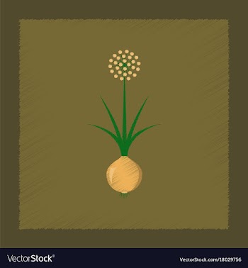Flat shading style plant allium vector image