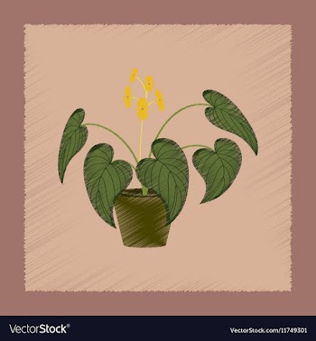 Flat shading style plant Begonia vector image