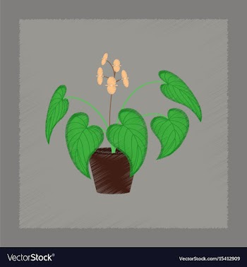 Flat shading style plant begonia vector image