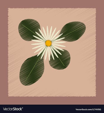Flat shading style plant Bellis vector image