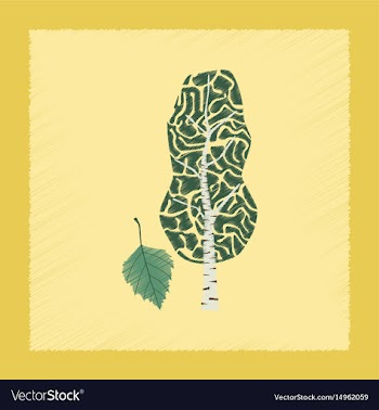 Flat shading style plant betula vector image