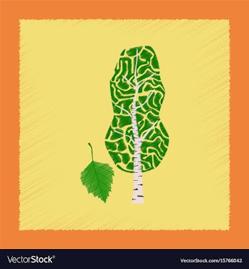 Flat shading style plant betula vector image