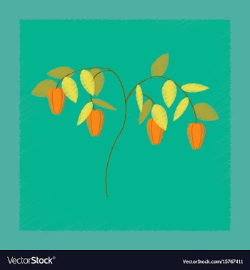 Flat shading style plant capsicum vector image