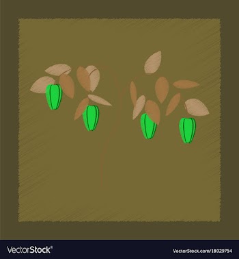 Flat shading style plant capsicum vector image