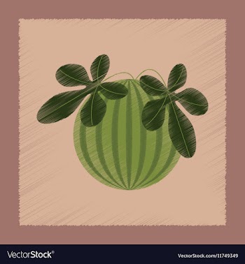 Flat shading style plant Citrullus vector image