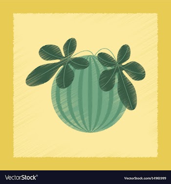 Flat shading style plant citrullus vector image