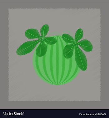 Flat shading style plant citrullus vector image