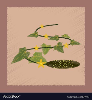 Flat shading style plant Cucumis vector image