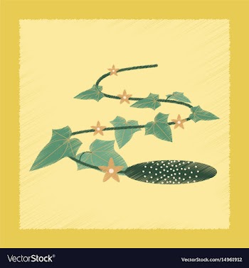 Flat shading style plant cucumis vector image