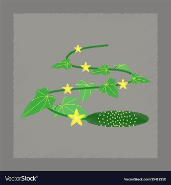 Flat shading style plant cucumis vector image