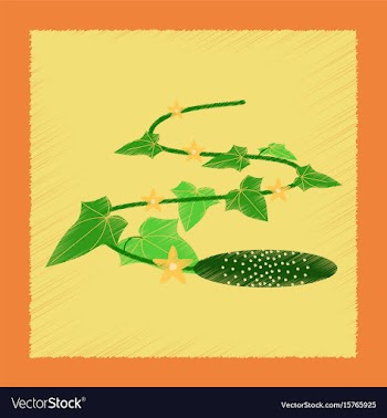 Flat shading style plant cucumis vector image