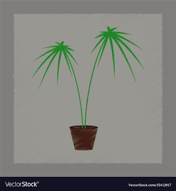 Flat shading style plant cyperus vector image