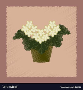 Flat shading style plant Pelargonium vector image