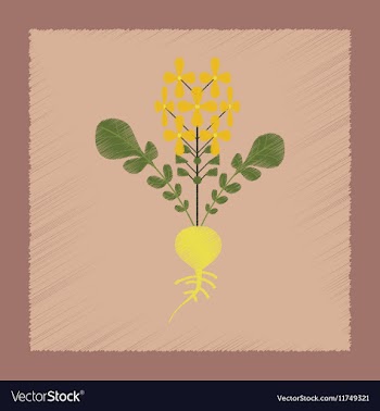 Flat shading style plant raphanus vector image