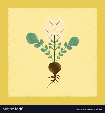 Flat shading style plant raphanus vector image