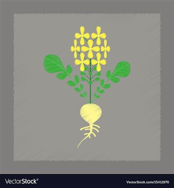 Flat shading style plant raphanus vector image