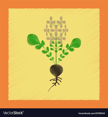 Flat shading style plant raphanus vector image