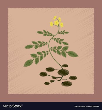 Flat shading style plant Solanum vector image