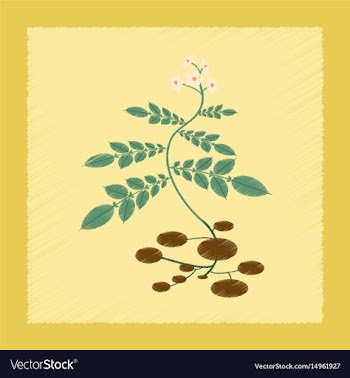 Flat shading style plant solanum vector image