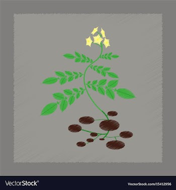 Flat shading style plant solanum vector image