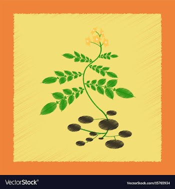 Flat shading style plant solanum vector image