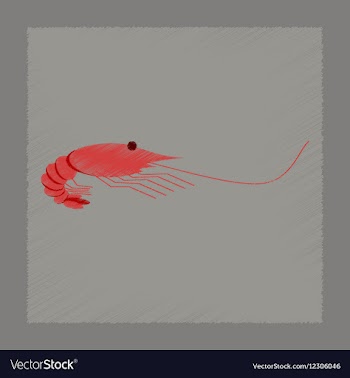 Flat shading style sea shrimp vector image