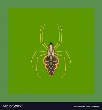 Flat shading style spider araneus vector image