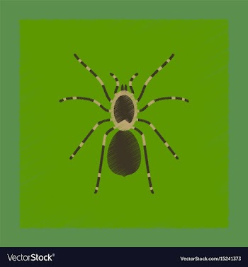 Flat shading style spider tarantula vector image