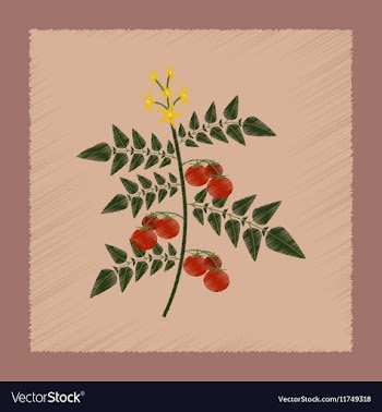 Flat shading style tomato plant vector image