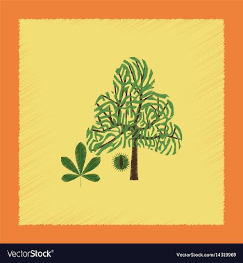 Flat shading style tree castanea vector image