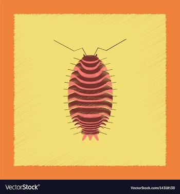Flat shading style wood louse vector image