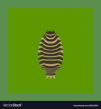 Flat shading style wood louse vector image